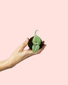 Monstera Silver Mini - Pur Plant