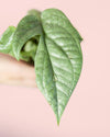 Monstera Silver Mini - Pur Plant