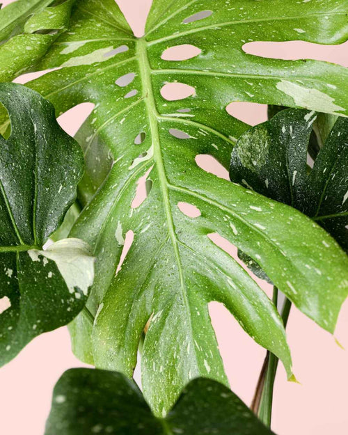 Monstera Thai Constellation L - Pur Plant