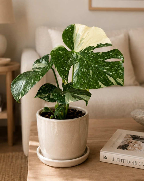 Monstera Thai Constellation L - Pur Plant