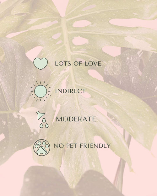 monstera-thai-constellation-l-care