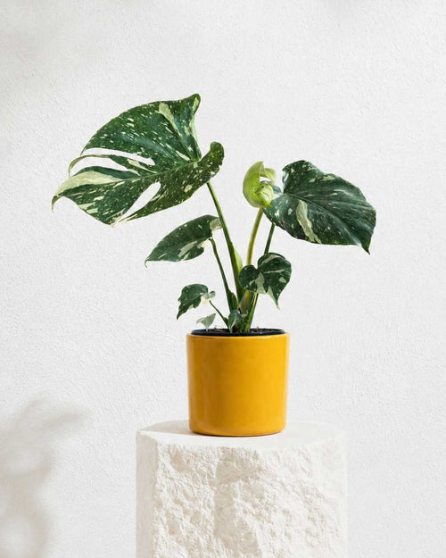 monstera-thai-constellation-l-context