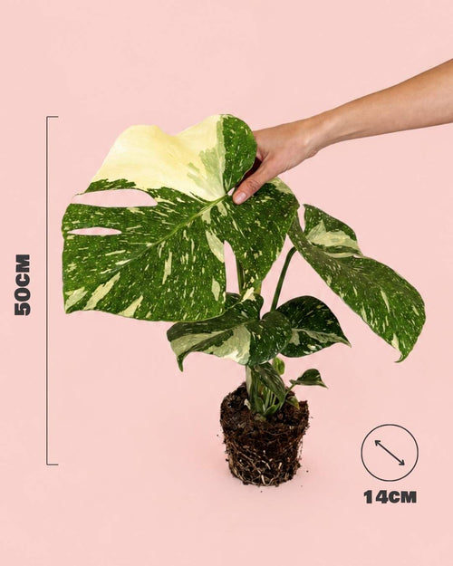 monstera-thai-constellation-l-size
