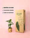 Monstera Thai Constellation M - Pur Plant