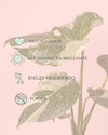 Monstera Thai Constellation M - Pur Plant