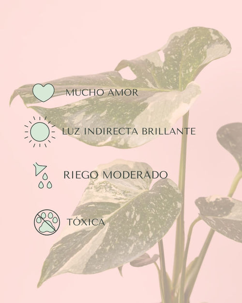 Monstera Thai Constellation M - Pur Plant