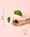 Monstera Thai Constellation Mini - Pur Plant