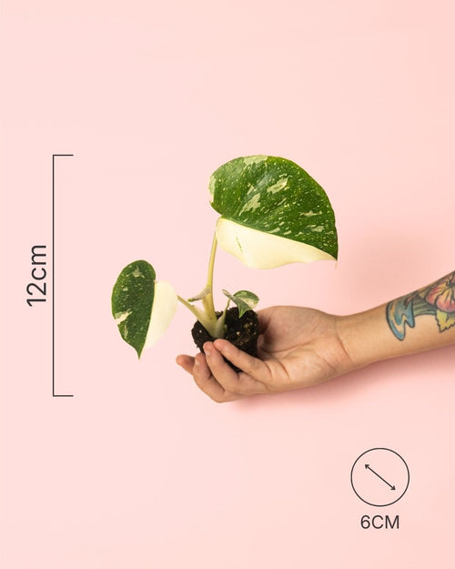 Monstera Thai Constellation Mini - Pur Plant