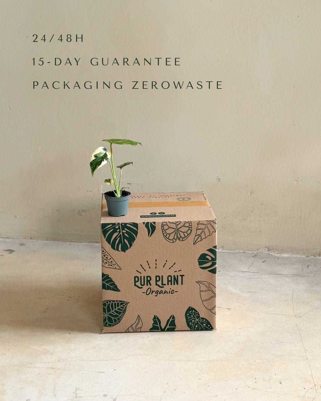 Monstera Thai Constellation Mini - Pur Plant