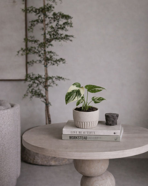 Monstera Thai Constellation Mini - Pur Plant