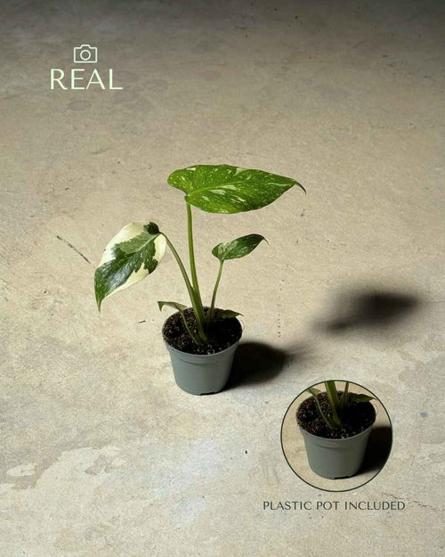 Monstera Thai Constellation Mini - Pur Plant