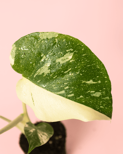 Monstera Thai Constellation Mini - Pur Plant