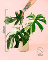 Monstera Variegada L - Pur Plant