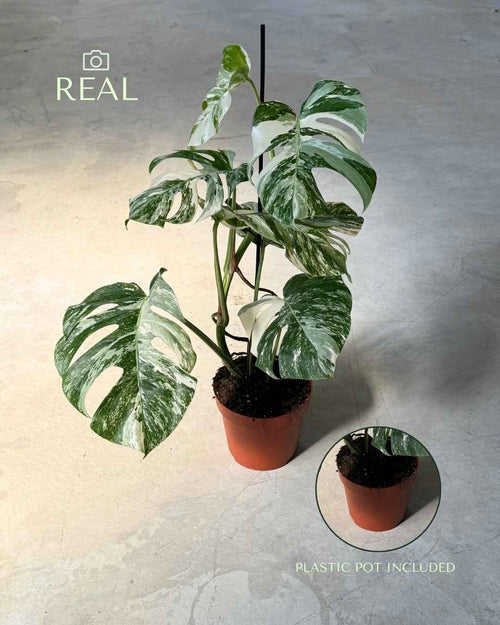 Monstera Variegada L - Pur Plant
