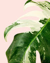 Monstera Variegada L - Pur Plant