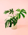 Monstera Variegada L