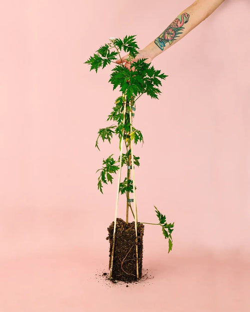 Moras Negras Planta M - Pur Plant