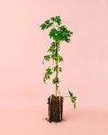 Moras Negras Planta M