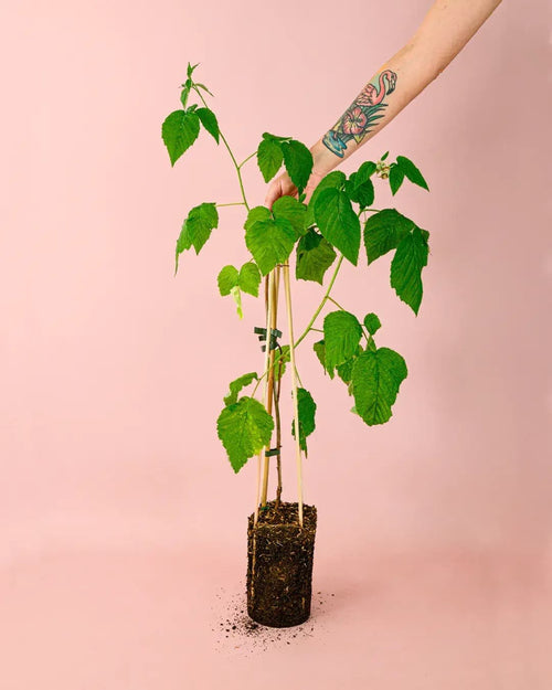 Moras Rojas Planta M - Pur Plant