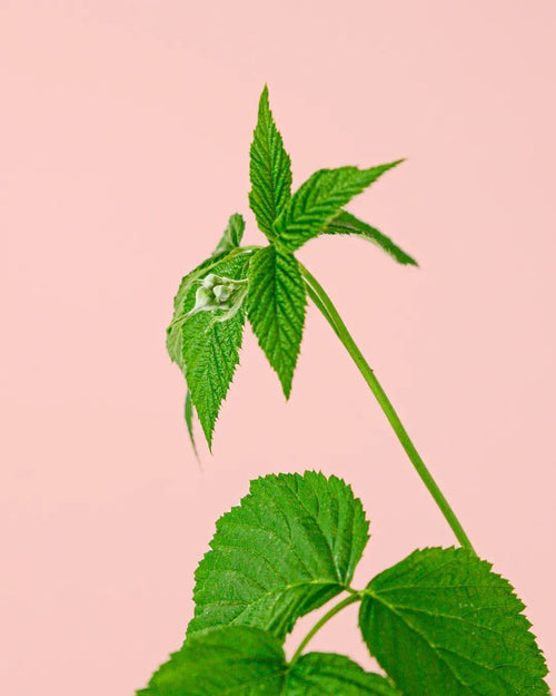 Moras Rojas Planta M - Pur Plant