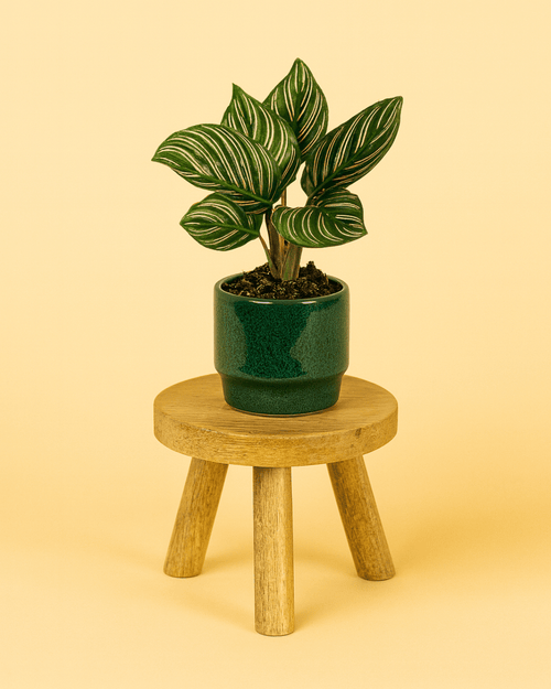 Mossy – Mini Maceta Cerámica Verde Musgo 6cm - Pur Plant