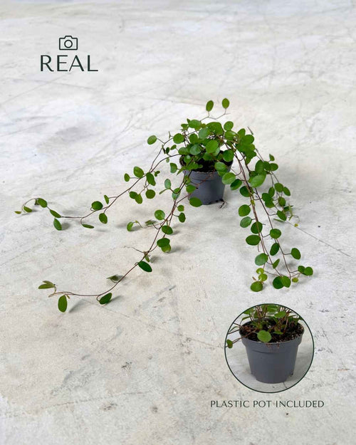 muehlenbeckia-complexa-maori-detail-real