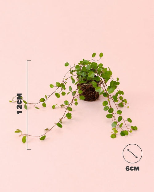 muehlenbeckia-complexa-maori-detail-size