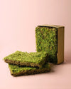 Musgo Natural para Terrario - Pur Plant