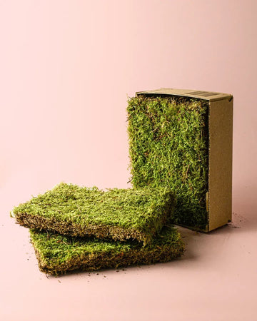 Musgo Natural para Terrario