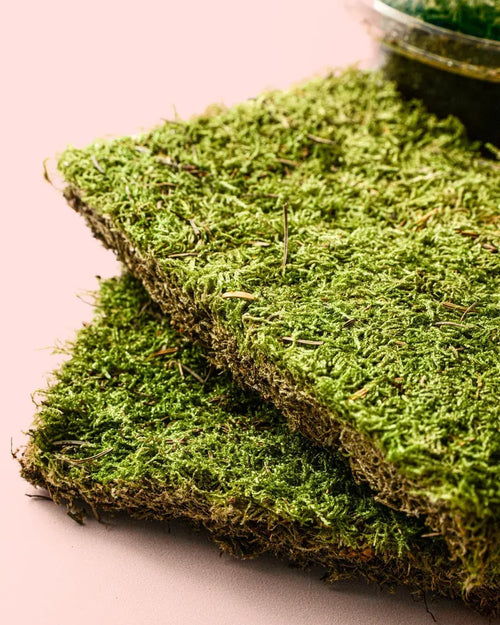 Musgo Natural para Terrario - Pur Plant