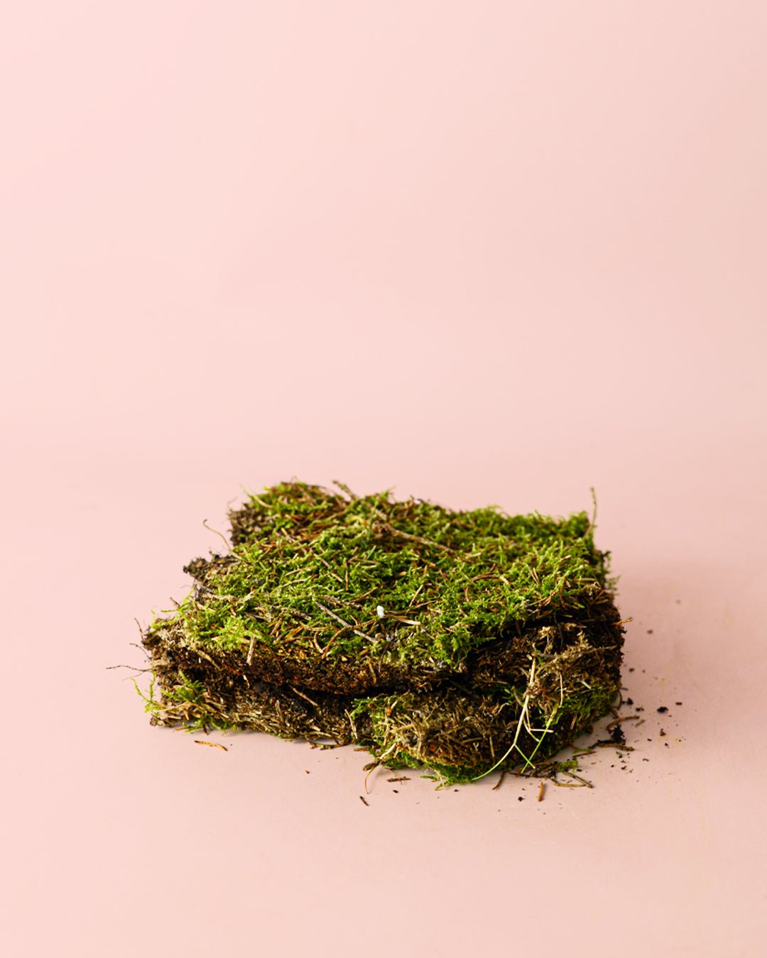 Musgo Natural para Terrario Húmedo - Pur Plant