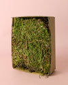 Musgo Natural para Terrario Húmedo - Pur Plant