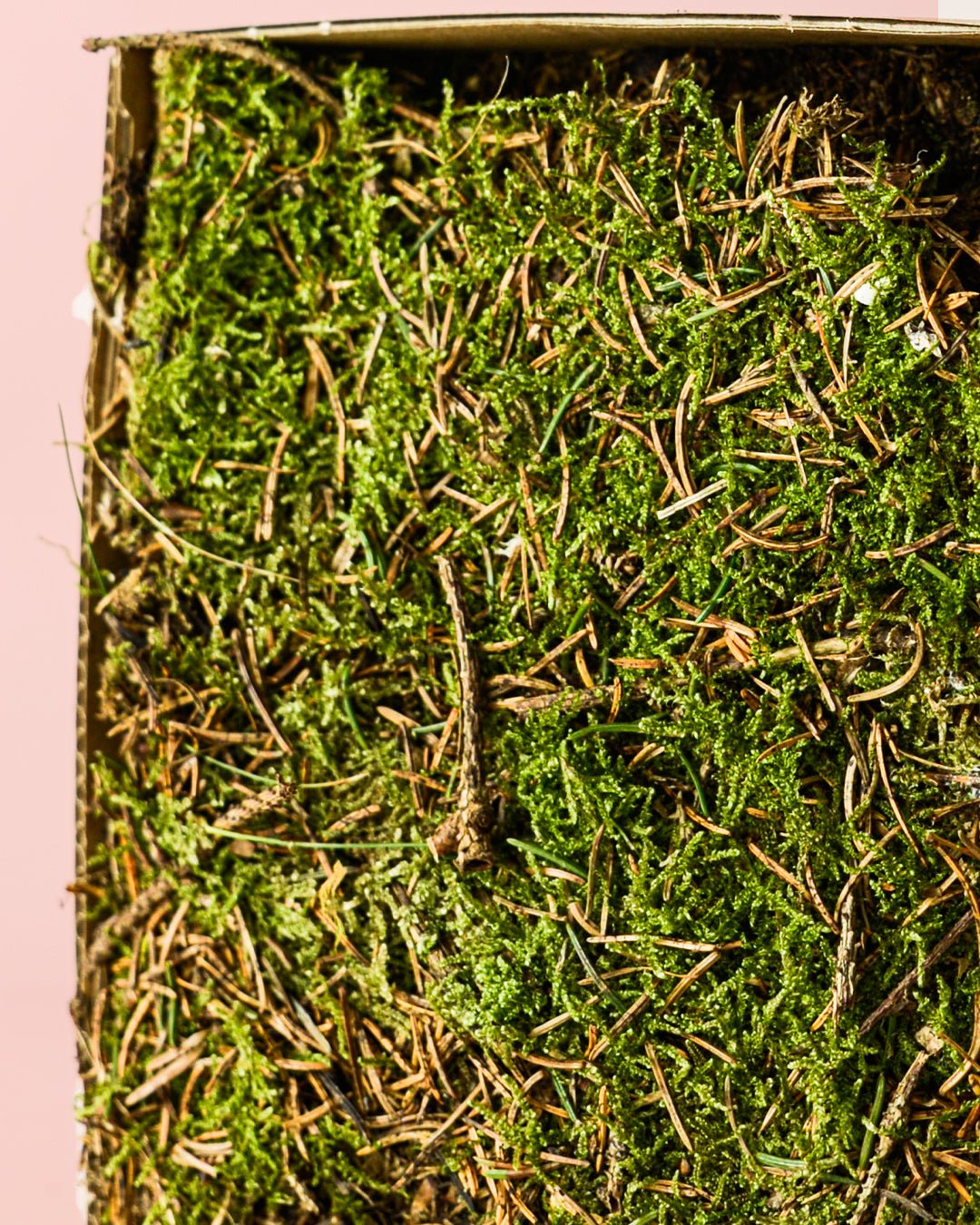 Musgo Natural para Terrario Húmedo - Pur Plant