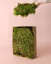 Musgo Natural para Terrario Húmedo - Pur Plant