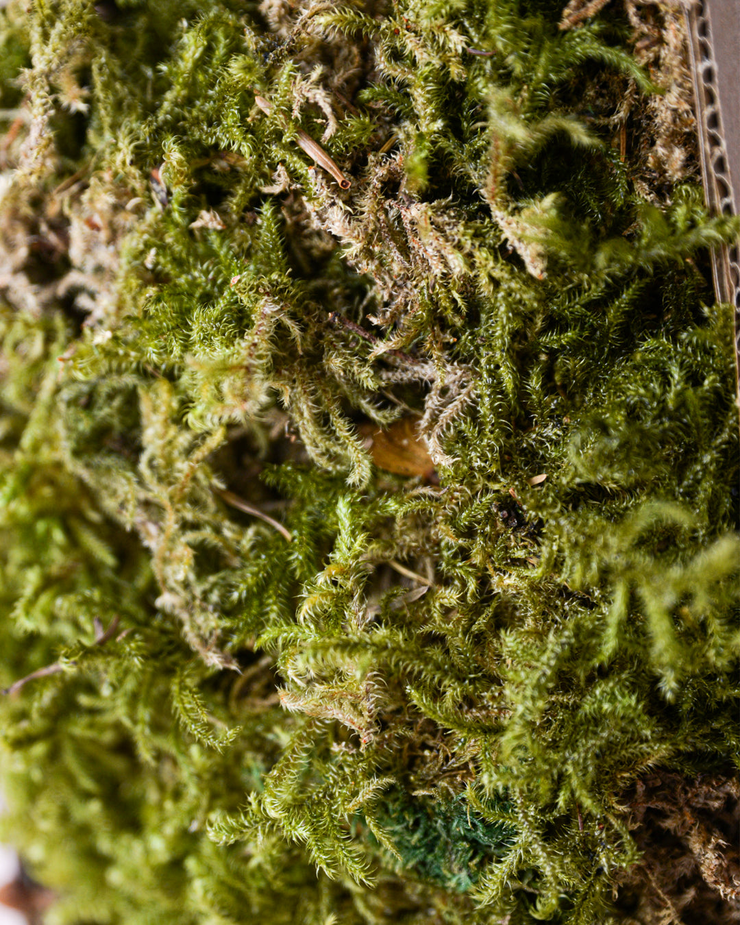 musgo-sphagnum-textura_detalle