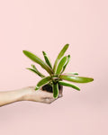 Nidularium Fireball Variegata Mini
