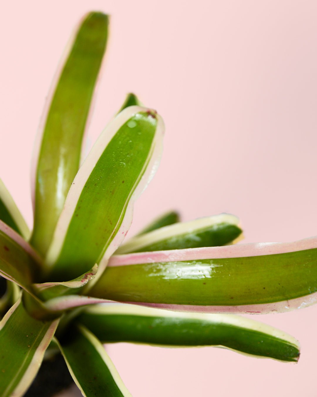 Nidularium Fireball Variegata Mini - Pur Plant