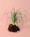 Nolina Recurvata M