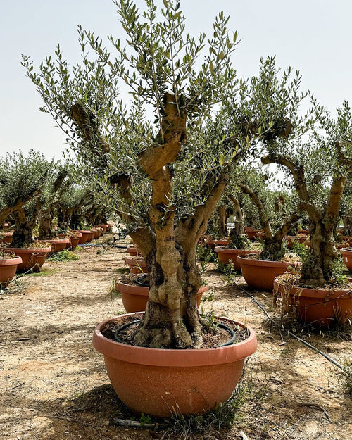 Olivo Árbol Manzanillo XXL - Pur Plant