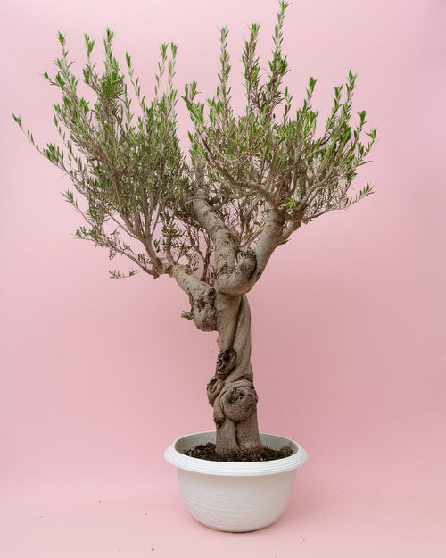 Olivo Árbol Manzanillo XXL - Pur Plant