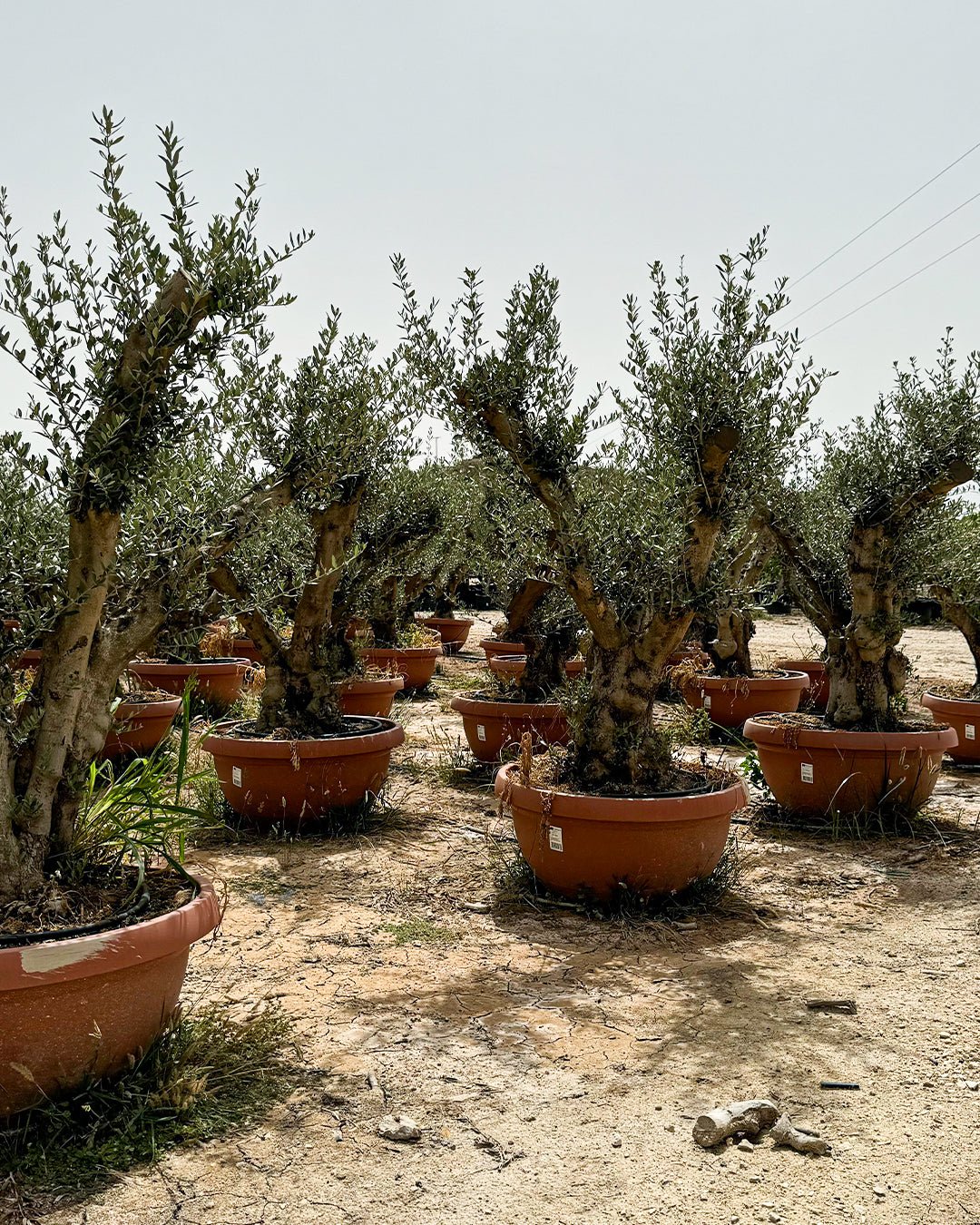 Olivo Árbol Manzanillo XXL - Pur Plant
