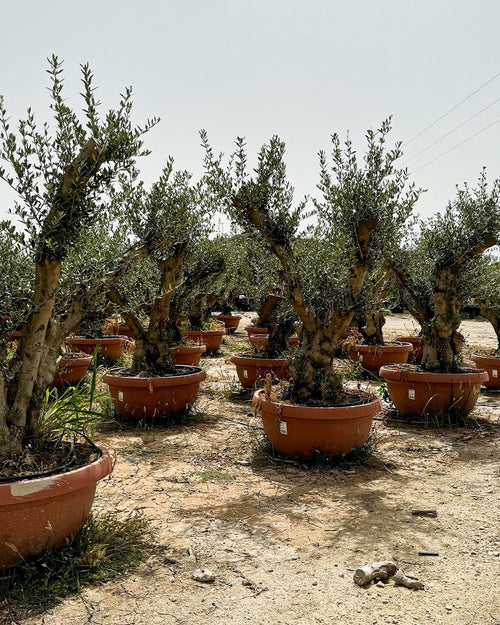 Olivo Árbol Manzanillo XXL - Pur Plant