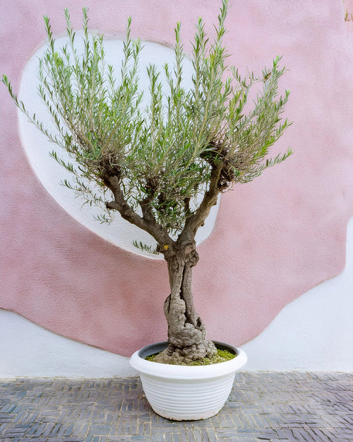 Olivo Árbol Manzanillo XXL - Pur Plant