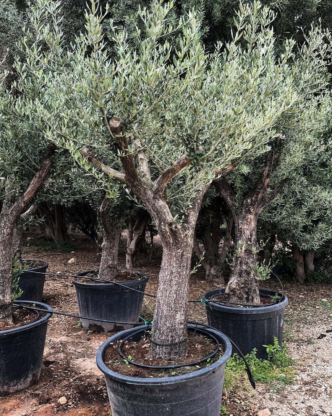 Olivo Árbol Picual XXL - Pur Plant
