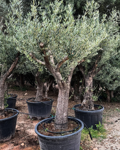 Olivo Árbol Picual XXL - Pur Plant
