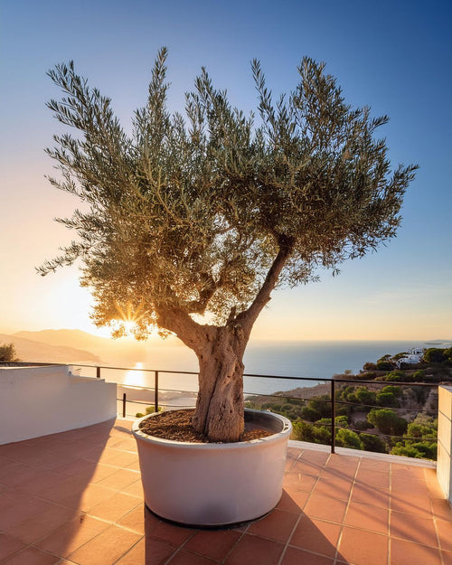 Olivo Árbol Picual XXL - Pur Plant