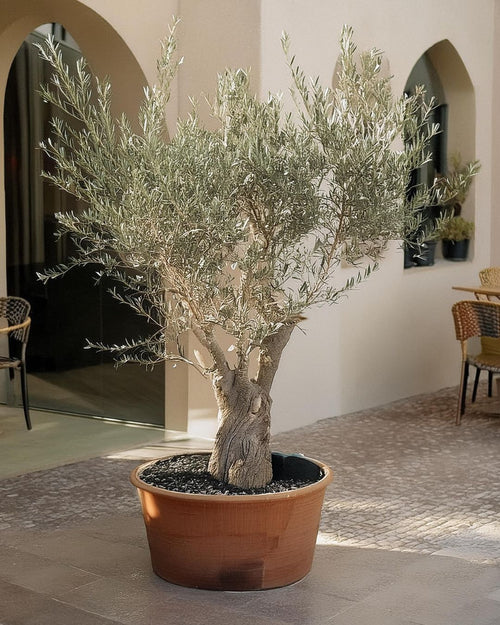 Olivo Árbol Picual XXL - Pur Plant