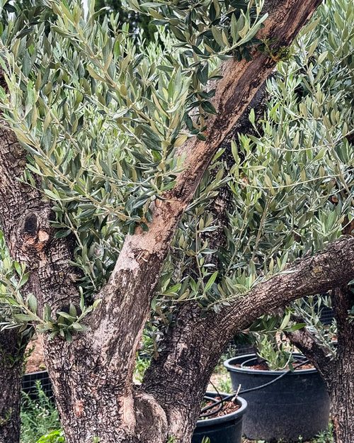Olivo Árbol Picual XXL - Pur Plant