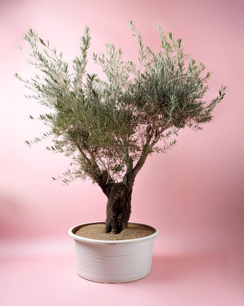 Olivo Árbol Picual XXL - Pur Plant