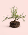 Olivo Bonsái - Olea Europaea